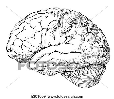 Brain View Large Illustration Stock Illustration - Brain. Fotosearch