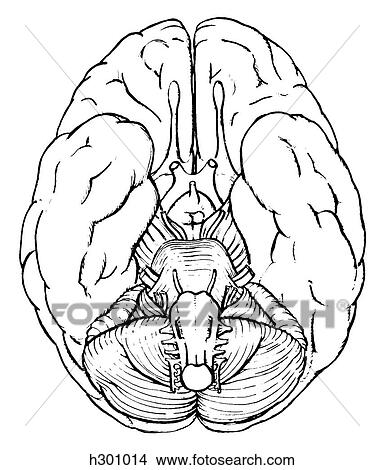 Brain View Large Illustration Stock Illustration - Brain. Fotosearch
