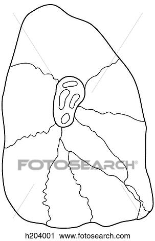 Clip Art - Bronchopulmonary segment of left lung. Fotosearch
