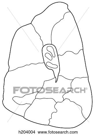Stock Illustration - Bronchopulmonary segments of right lung. Fotosearch