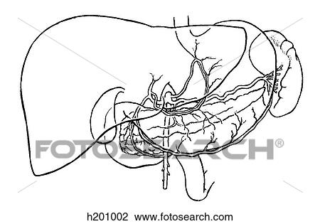Celiac trunk View Large Illustration Drawing - Celiac trunk. Fotosearch
