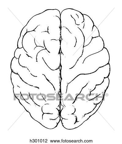 Cerveau Dessin H Fotosearch