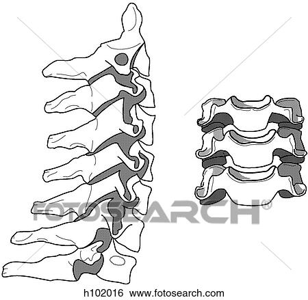 Cervical vertebrae View Large Illustration Stock Illustration - Cervical vertebrae. Fotosearch