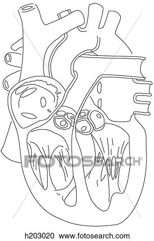 Chambers of heart View Large Illustration Clipart - Chambers of heart. Fotosearch