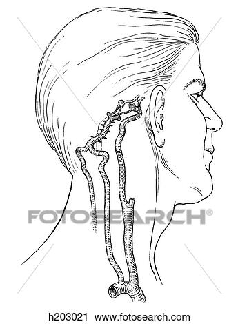 Circle of Willis View Large Illustration Clip Art - Circle of Willis. Fotosearch
