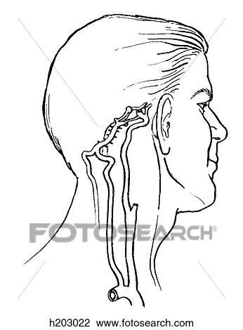 Circle of Willis View Large Illustration Drawing - Circle of Willis. Fotosearch