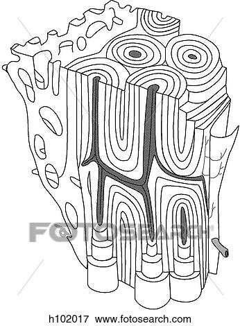 Compact & spongy bone View Large Illustration Stock Illustration - Compact & spongy bone. Fotosearch