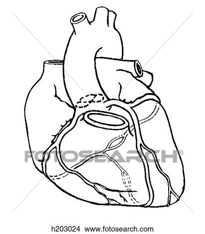 Coronary arterial system View Large Illustration Stock Illustration - Coronary arterial system. Fotosearch