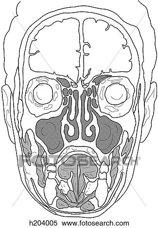 Cross section of face View Large Illustration Stock Illustration - Cross section of face. Fotosearch