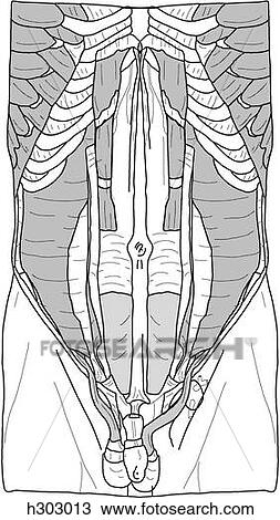 Drawing - Deep abdominal muscles. Fotosearch