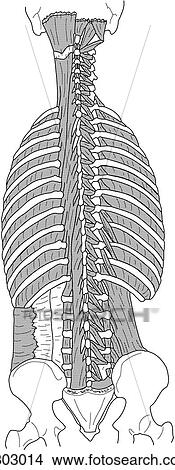 Deep back & neck muscles View Large Illustration Stock Illustration - Deep back & neck muscles. Fotosearch