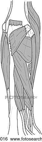 Deep forearm muscles View Large Illustration Stock Illustration - Deep forearm muscles. Fotosearch