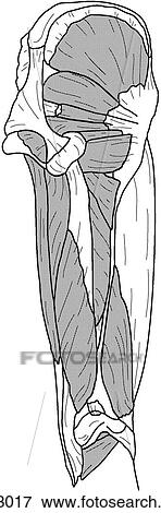 Deep hip and thigh muscles View Large Illustration Stock Illustration - Deep hip and thigh muscles. Fotosearch