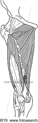 Deep thigh muscles View Large Illustration Stock Illustration - Deep thigh muscles. Fotosearch