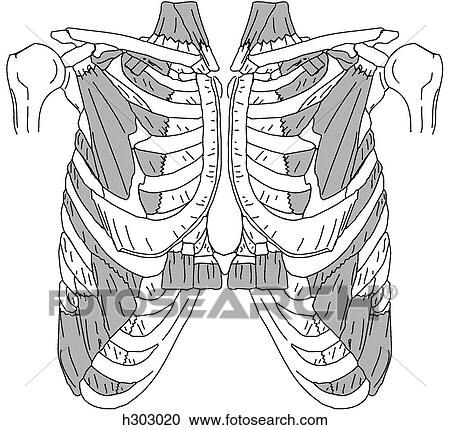 Clipart - Deep thoracic muscles. Fotosearch