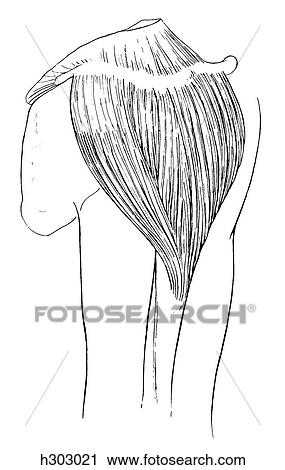 Deltoid muscle View Large Illustration Clip Art - Deltoid muscle. Fotosearch
