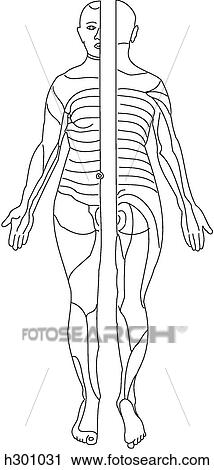 Clip Art - Dermatomes. Fotosearch