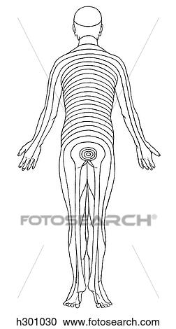 Clipart - Dermatomes. Fotosearch