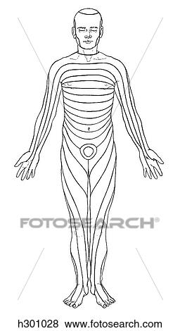 Stock Illustration - Dermatomes. Fotosearch