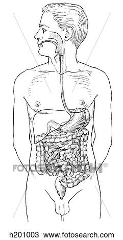Drawing - Digestive tract. Fotosearch