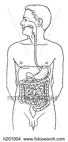 Digestive tract View Large Illustration Stock Illustration - Digestive tract. Fotosearch