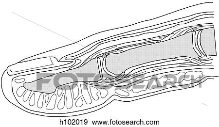 Stock Illustration - Distal finger & nail bed, close-up. Fotosearch