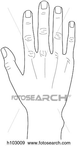 Dorsum of hand View Large Illustration Stock Illustration - Dorsum of hand. Fotosearch