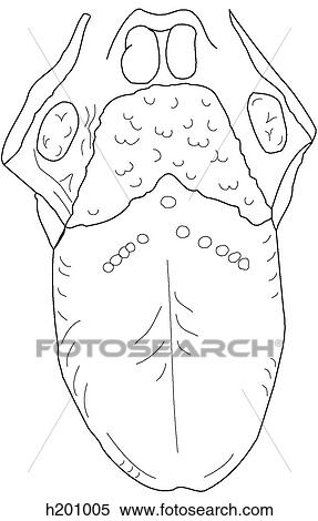Dorsum of tongue View Large Illustration Stock Illustration - Dorsum of tongue. Fotosearch