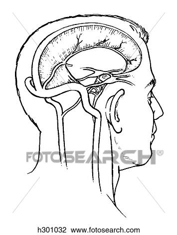Dura mater, jugular vein View Large Illustration Drawing - Dura mater, jugular vein. Fotosearch