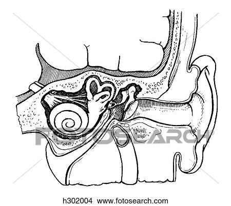 Ear, auricle View Large Illustration Stock Illustration - Ear, auricle. Fotosearch