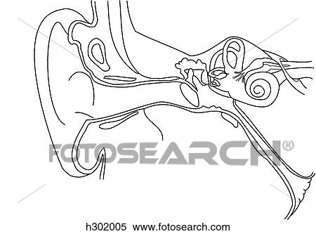 Stock Illustration - Ear, cross section. Fotosearch