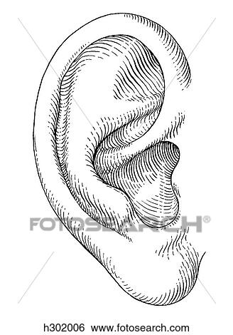 Ear, external View Large Illustration Stock Illustration - Ear, external. Fotosearch