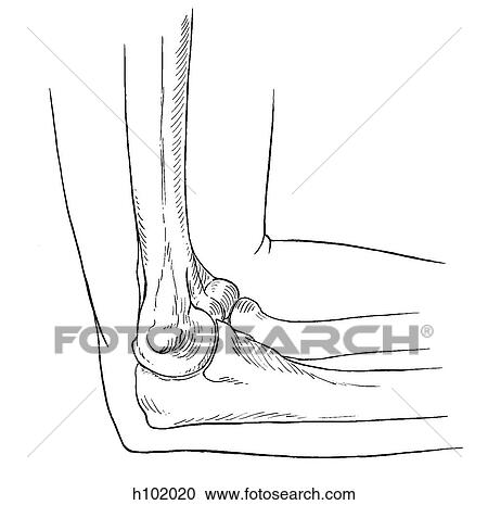 Clipart - Elbow joint. Fotosearch
