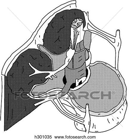 Stock Illustration - Environment of spinal cord. Fotosearch