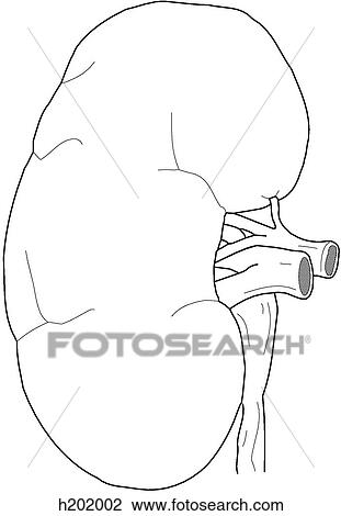 Exterior of kidney View Large Illustration Drawing - Exterior of kidney. Fotosearch