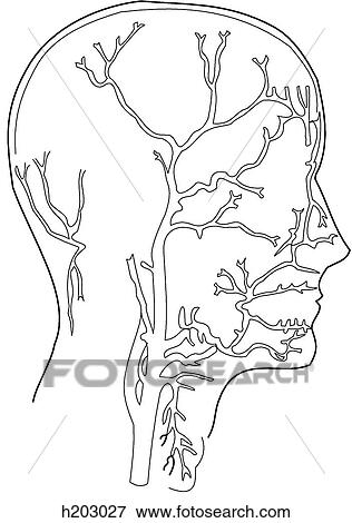 External arteries of head & neck View Large Illustration Stock Illustration - External arteries of head & neck. Fotosearch