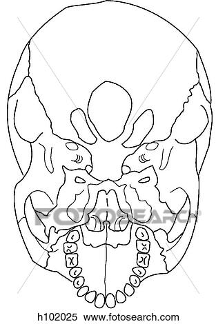 External skull base View Large Illustration Stock Illustration - External skull base. Fotosearch