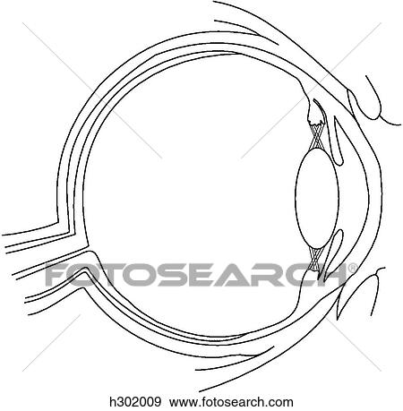 Eye, cross section View Large Illustration Stock Illustration - Eye, cross section. Fotosearch