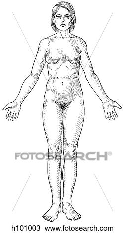 Female View Large Illustration Drawing - Female. Fotosearch