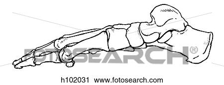 Clip Art - Foot. Fotosearch