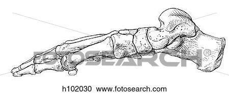 Foot View Large Illustration Clipart - Foot. Fotosearch