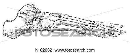 Foot View Large Illustration Drawing - Foot. Fotosearch