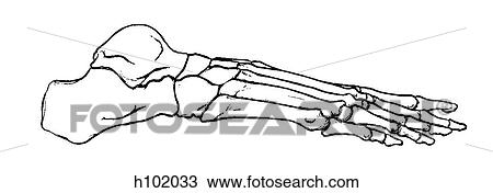 Foot View Large Illustration Drawing - Foot. Fotosearch