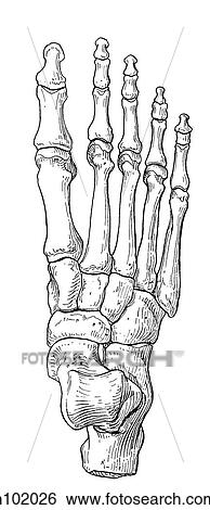 Stock Illustration - Foot. Fotosearch