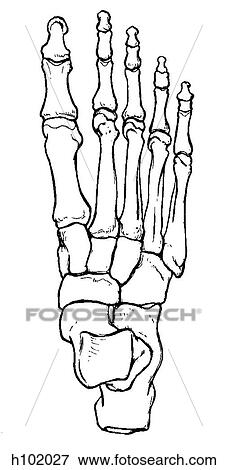 Stock Illustration - Foot. Fotosearch
