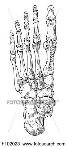 Foot View Large Illustration Stock Illustration - Foot. Fotosearch