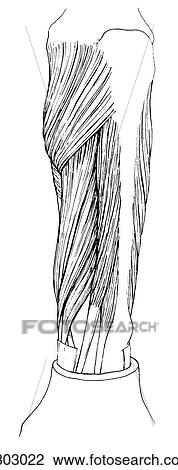 Drawing - Forearm, deep extensor. Fotosearch