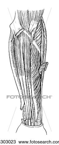 Forearm, deep flexor View Large Illustration Drawing - Forearm, deep flexor. Fotosearch