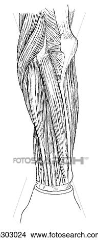 Forearm, superficial extensor View Large Illustration Stock Illustration - Forearm, superficial extensor. Fotosearch
