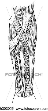 Forearm, superficial flexor View Large Illustration Stock Illustration - Forearm, superficial flexor. Fotosearch
